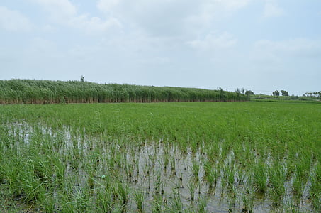 рисовые поля, урожай, Сельское хозяйство, тростник, трава, Сельское хозяйство, сельскохозяйственные угодья