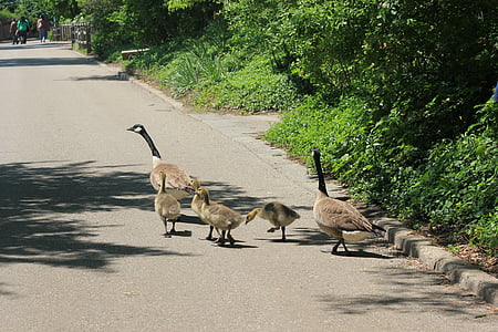 família Duck, ànecs, ocell, família, natura, mare, aneguet