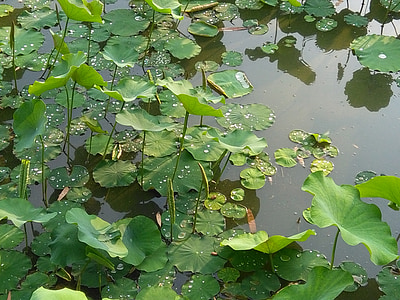 물, 녹색 충전, 연못