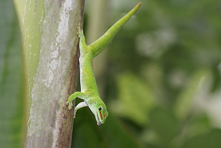 reptile, madagascar gecko, pangolin, green