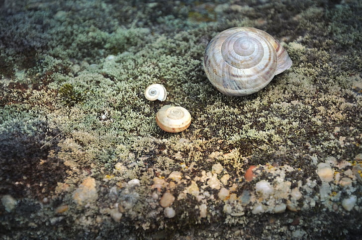 snail, shell, animal, nature, wildlife, natural, white