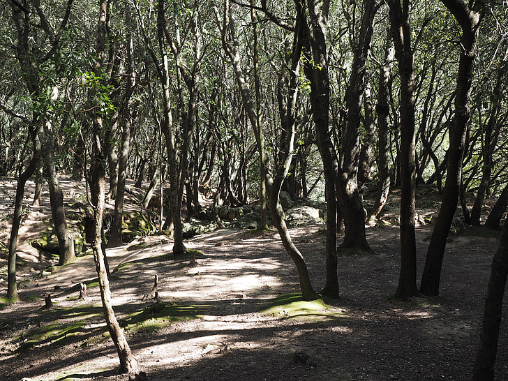 bosc d'alzines, arbres, pedra roure, conte de fades, inquietant, Vall d'orient, orientar