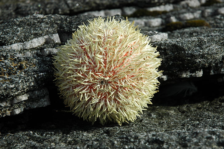 sea urchins, ball, rock, spur, coast