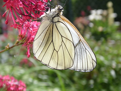 蝴蝶, 花, 昆虫, 自然, 牧草, 春天, 白色