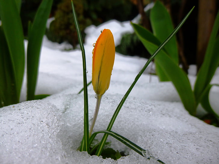 sárga virág, hó, fagy, tavaszi, hideg, jég, természet