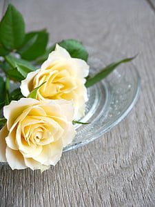 Rózsa, csokor Rózsa, csokor, fehér, sárga, szemközti nézet, romantikus