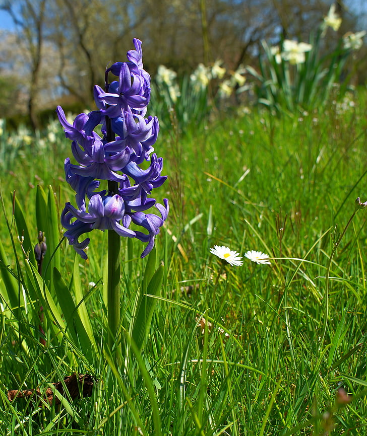 Hyacinth, cvet, cvet, cvet, modra, narave, rastlin
