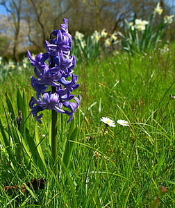 Hyacint, bloem, Blossom, Bloom, blauw, natuur, plant