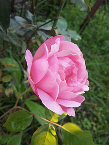 Rosa, merah muda, musim semi, mawar, alam, bunga, Taman