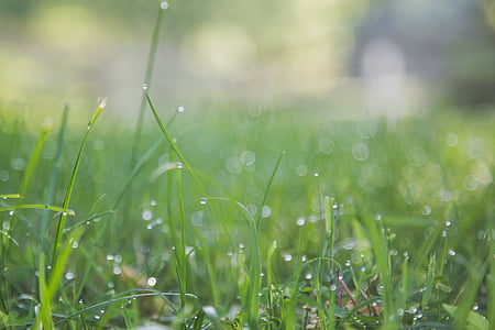 selective, focus, photography, grasses, water, drops, green