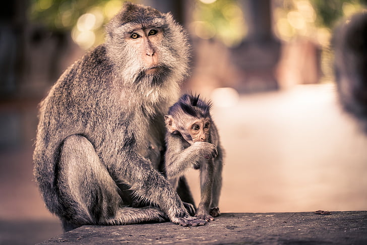 emberszabású majom, Ubud, Bali, Monkey nut, Indonézia, utazás, állat