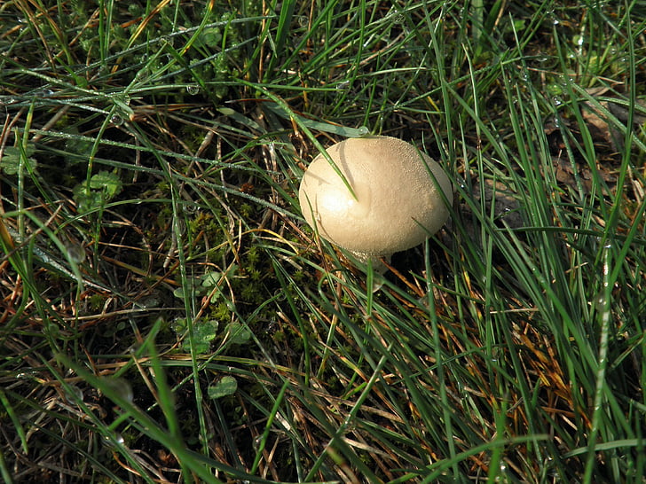 mushroom, meadow, autumn, nature