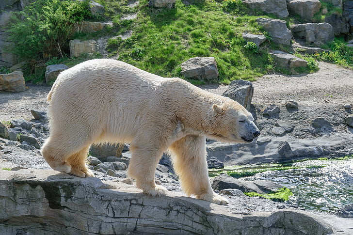 Polar bear, zooloģiskais dārzs, baltais lācis, plēsoņa, spalva, lācis, dzīvnieku