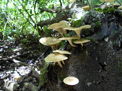 fungi, mushrooms, forest floor, forest