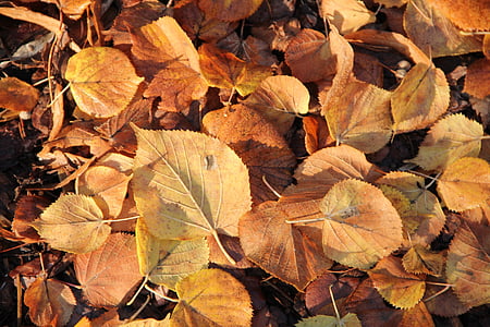 Осень, листья, лист, Природа, сезон, желтый, стола