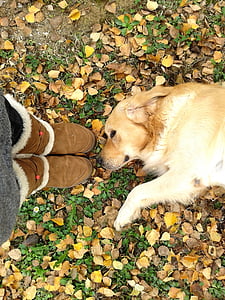 Голдън Ретривър, Есен, листа, куче, Златни, домашен любимец, Ловджийско куче