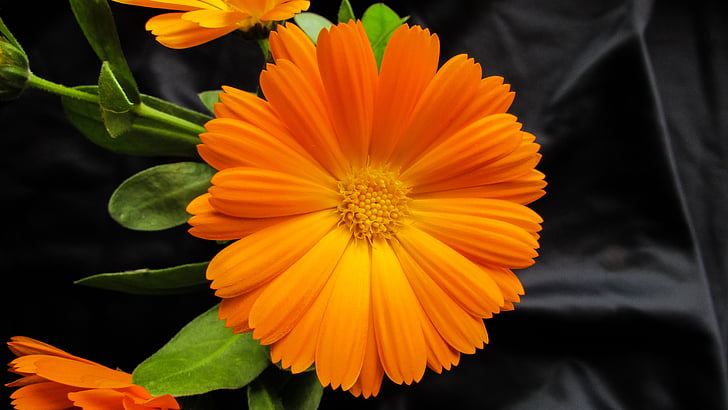 Marigold, Calendula officinalis, bunga, Cantik, Orange, Blossom, segar