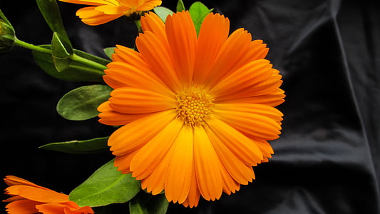 Marigold, Calendula officinalis, fleur, belle, orange, Blossom, frais