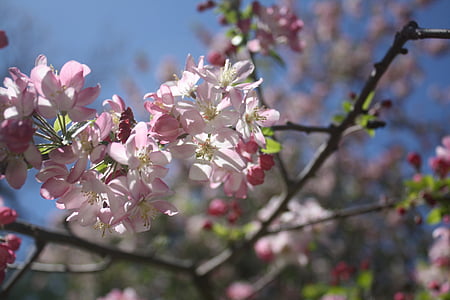 flowers, tree, bush, spring, nature, blossom, blooming