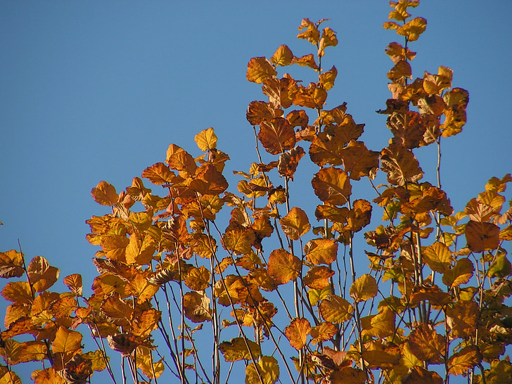 foglie, autunno, fogliame, colori, foglie secche, colori di autunno, autunno dorato