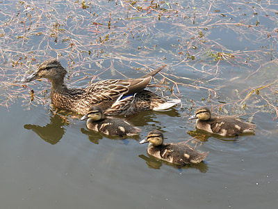 duck, nature, ducks, water birds, pond, wild, summer