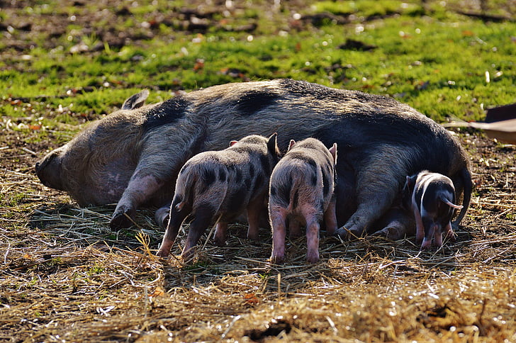 ピグレット, wildpark poing, ママ, 若い動物, 豚, 小さな, 面白い