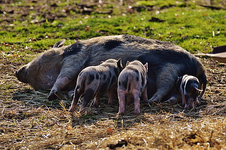 돼지, wildpark 포 잉, 엄마, 젊은 동물, 돼지, 작은, 재미