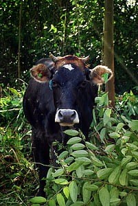 krava, Toro, rogovi, priroda, stoke, životinje, zelena