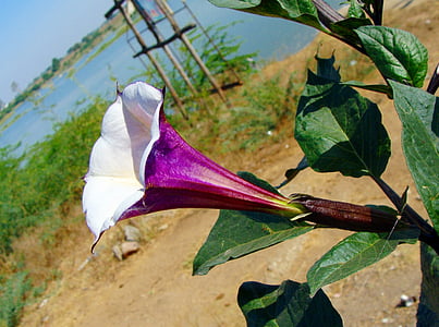 Datura, ungu, bunga, India, Karnataka, raichur