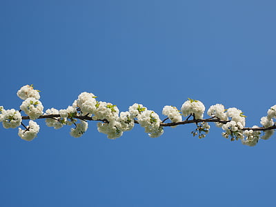 kirsikankukka, valkoinen, kirsikka, kevään, Blossom, Bloom, valkoinen kukka