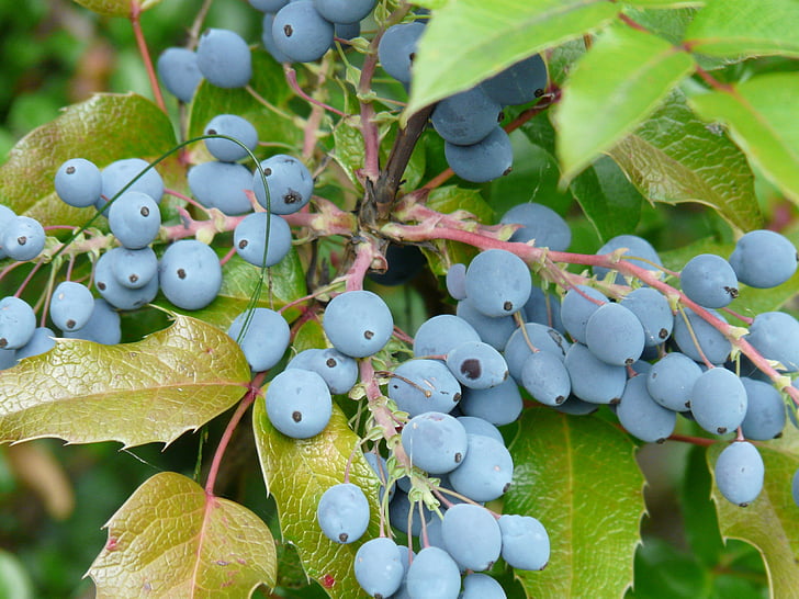 bayas, azul, fruta, planta, caoba ordinario, mahonie stechdornblättrige, mahonia aquifolium