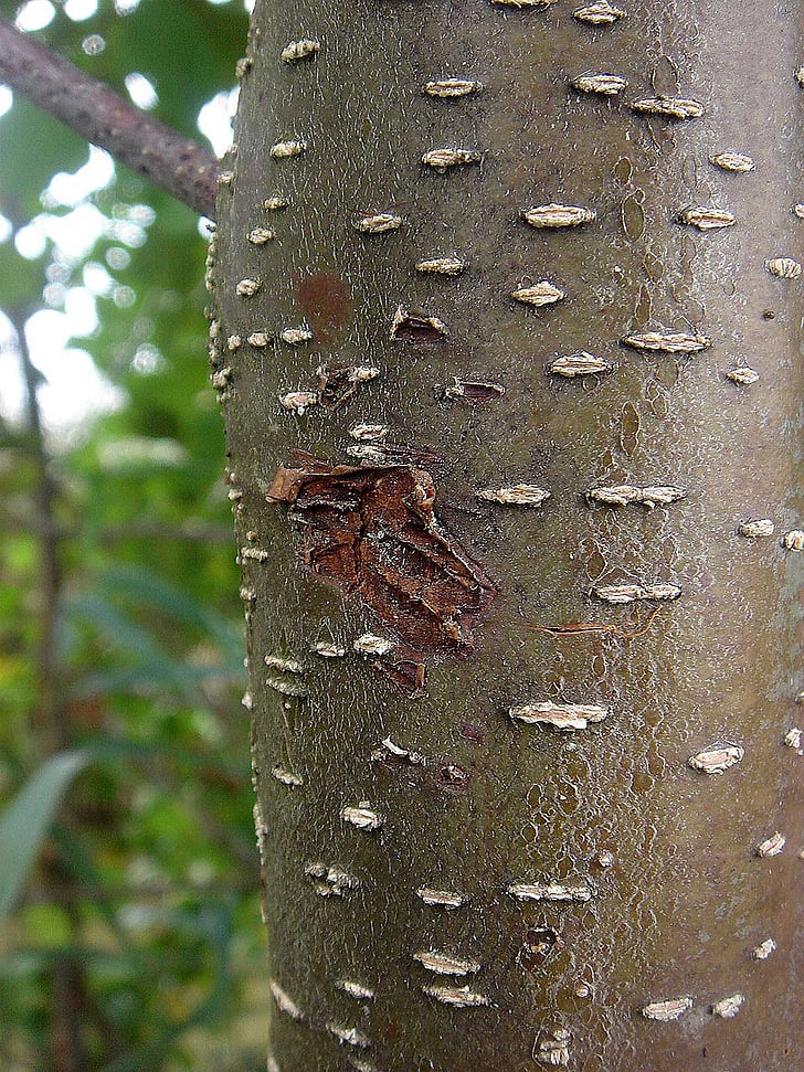 tree, strain, bark, surface, detail, area, young