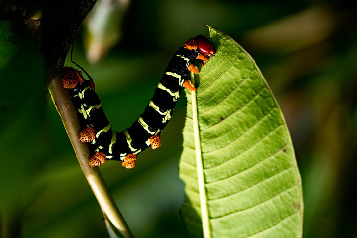 natureza, Caterpillar, voraz, inseto, animal, vida selvagem, close-up
