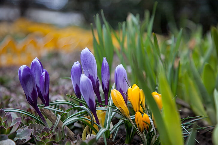 flores, Azafranes, primavera, verdes, púrpura, azul, amarillo