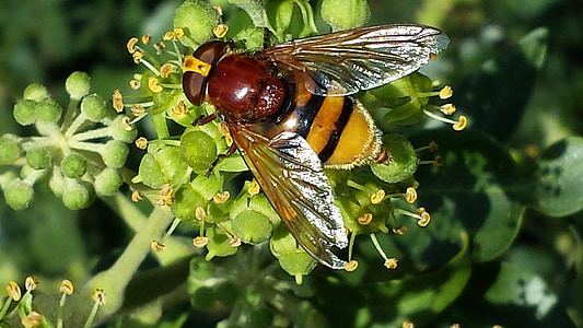 hoverfly, แมลง, การผสมเกสร, โรย, รีสอร์ท, ธรรมชาติ, รับประทานอาหาร
