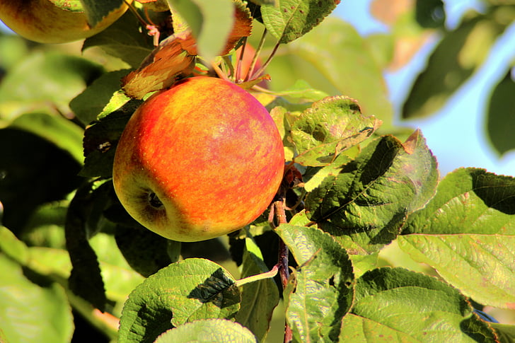 Apple, árvore, natureza, árvore de maçã, temporada, frutas, jardim