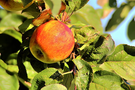 ābolu, koks, daba, Ābele, sezonas, augļi, dārza