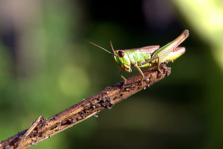 grasshopper, green, insect, konik, macro, nature, cricket