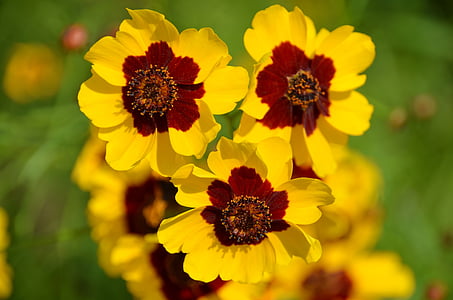 жовтий, заповнені, двомісні квітів, Луговий, загострених квітка, літо, квітка кілька