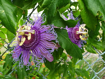 flor de la pasión, floración, púrpura, naturaleza, follaje, jardín, exóticos