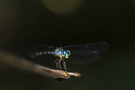 animal, compound eyes, dragonfly, dragonfly wings, insect, nature, perched