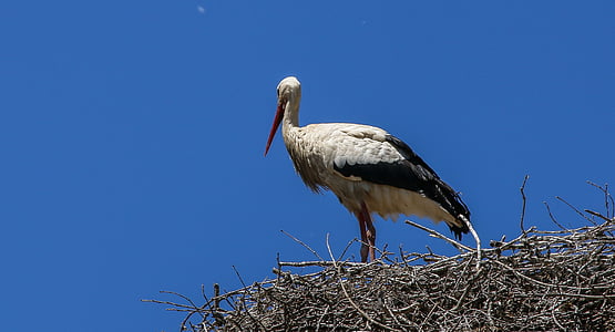 stork, ave, nest, peak, bird, animals, bell tower