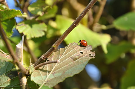 ladybug, insect, garden, flowers, red, green, leaf