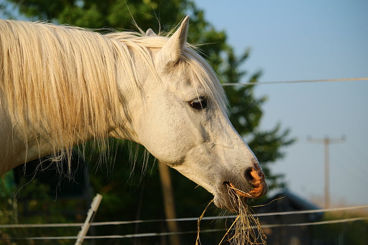 hevonen, hometta, ori, täysiverinen arabian, valkoinen hevonen, hevosen pään