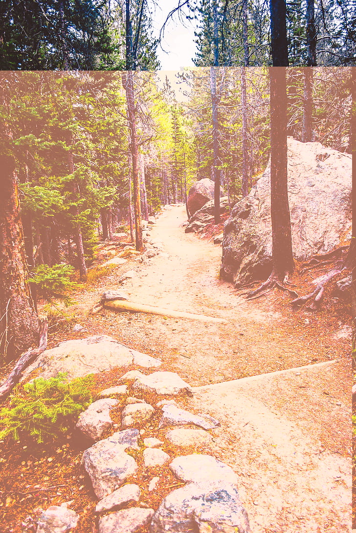 trail, path, landscape