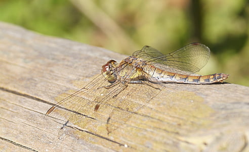 Dragonfly, hnědá, křídlo, hmyz, Příroda, kmen, zvíře