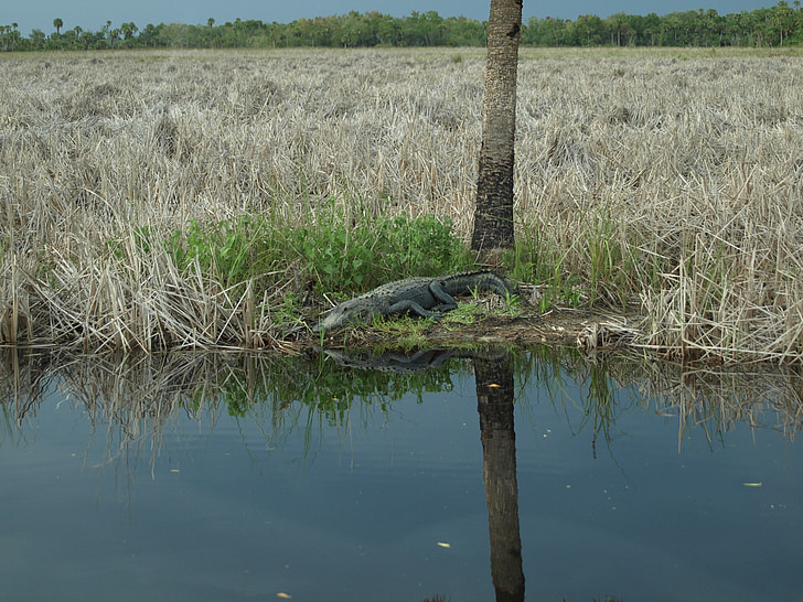 jacaré, Everglades, crocodilo, animal, Hir, perigoso, réptil