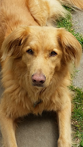 куче, червен, джинджифил, Toller, Нова Скотия Дък таксуване Ловджийско куче, домашен любимец, животните