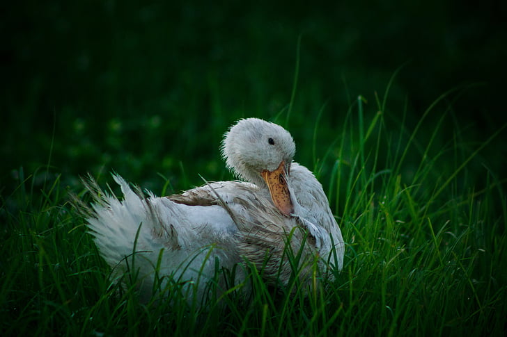 white, duck, white duck, bird, animal, nature, cute