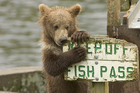 bear, cub, brown, wildlife, cute, sign, funny